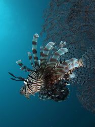 Lionfish in the blue. Taken in Sipadan, Sabah, Malaysia. ... by Melvin Lee 